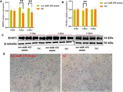 Oar-miR-432 Regulates Fat Differentiation and Promotes the Expression of BMP2 in Ovine Preadipocytes